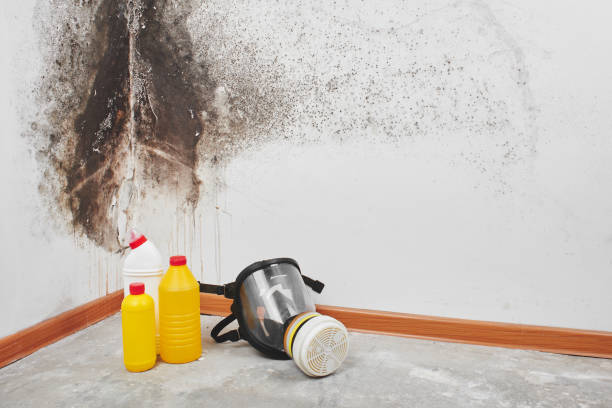 Mold Removal and Inspection in Ford City, CA