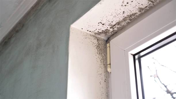 Home Mold Removal in Ford City, CA