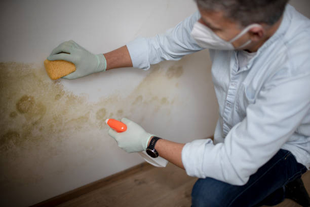 Best Black Mold Removal  in Ford City, CA