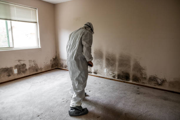 Ford City, CA Mold Removal Company