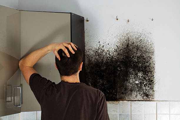 Best Best Mold Removal Companies  in Ford City, CA