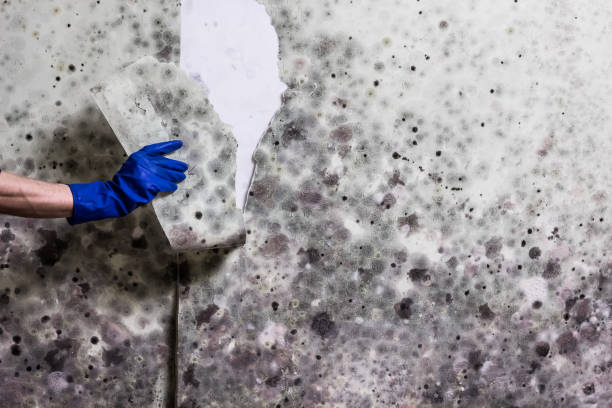 Best Mold Testing  in Ford City, CA