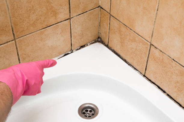 Best Mold Cleaning Services  in Ford City, CA